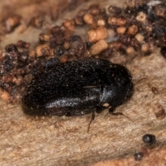 Dermestidae sp. (family) at Belconnen, ACT - 19 Jul 2024