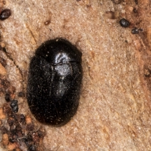 Dermestidae sp. (family) at Belconnen, ACT - 19 Jul 2024