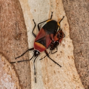 Dindymus versicolor at Belconnen, ACT - 19 Jul 2024