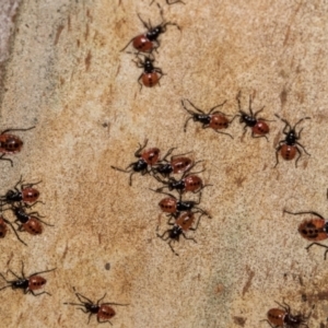 Dindymus versicolor at Belconnen, ACT - 19 Jul 2024