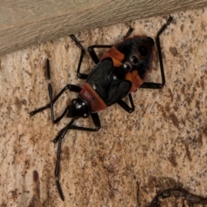 Dindymus versicolor at Belconnen, ACT - 19 Jul 2024