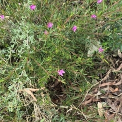 Crowea exalata at Bruce, ACT - 13 Aug 2024 by kasiaaus2