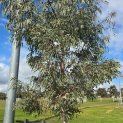 Unidentified Gum Tree at Bruce, ACT - 13 Aug 2024 by kasiaaus2