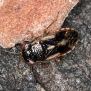 Stylogeocoris elongatus at Melba, ACT - 23 Jul 2024 02:27 PM