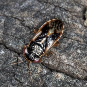 Stylogeocoris elongatus at Melba, ACT - 23 Jul 2024 02:27 PM