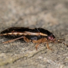 Stylogeocoris elongatus at Melba, ACT - 23 Jul 2024 02:27 PM