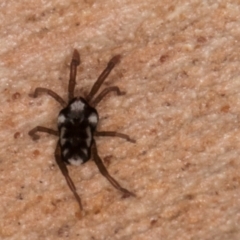 Erythraeidae (family) at Melba, ACT - 23 Jul 2024 02:29 PM