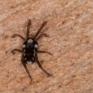 Erythraeidae (family) at Melba, ACT - 23 Jul 2024 02:29 PM