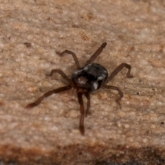 Erythraeidae (family) at Melba, ACT - 23 Jul 2024 02:29 PM