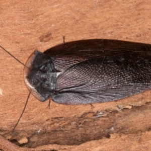 Laxta granicollis at Melba, ACT - 23 Jul 2024 02:34 PM