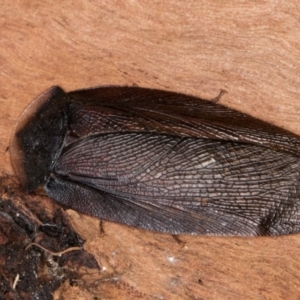 Laxta granicollis at Melba, ACT - 23 Jul 2024 02:34 PM