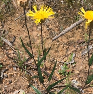 Podolepis jaceoides at Googong, NSW - 13 Nov 2020 01:56 PM