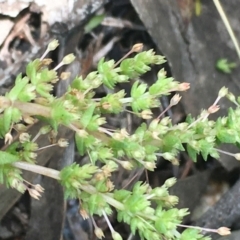 Crassula sieberiana (Austral Stonecrop) at Googong, NSW - 13 Nov 2020 by JaneR