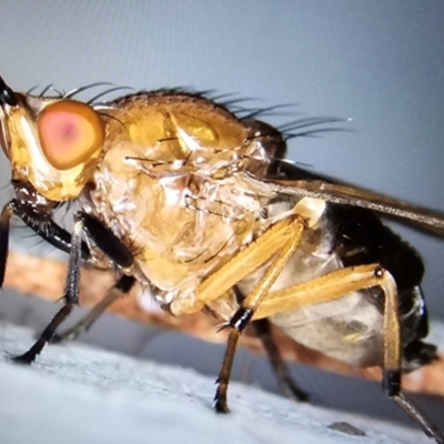 Unidentified True fly (Diptera) at Melba, ACT - 12 Aug 2024 by kasiaaus2