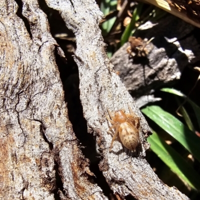 Unidentified Spider (Araneae) at Melba, ACT - 30 Jul 2024 by kasiaaus2