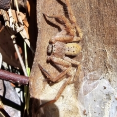 Unidentified Huntsman spider (Sparassidae) at Melba, ACT - 30 Jul 2024 by kasiaaus2