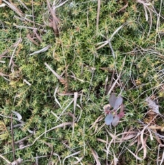 Styphelia humifusum (Cranberry Heath) at Watson, ACT - 22 Jul 2024 by waltraud