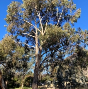 Eucalyptus globulus subsp. bicostata at Hackett, ACT - 23 Jul 2024 03:44 PM