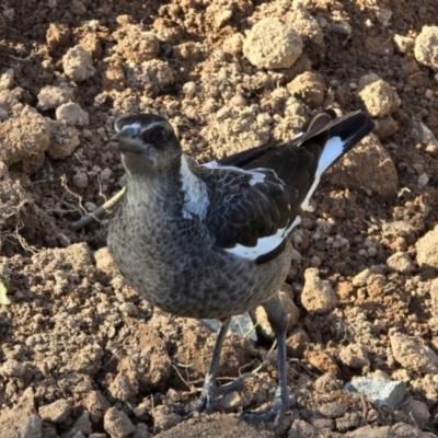 Gymnorhina tibicen at Melba, ACT - 30 Jul 2024 by kasiaaus2