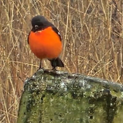 Petroica phoenicea (Flame Robin) at Whitlam, ACT - 24 Jul 2024 by Jiggy