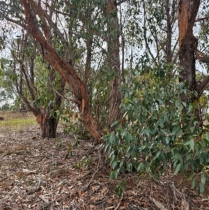 Eucalyptus obliqua at Whitlam, ACT - 22 Jul 2024 12:25 PM