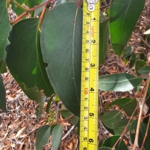 Eucalyptus obliqua at Whitlam, ACT - 22 Jul 2024 12:25 PM