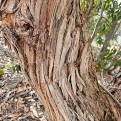 Eucalyptus obliqua at Whitlam, ACT - 22 Jul 2024 12:25 PM