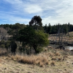 Eucalyptus globulus subsp. bicostata (Southern Blue Gum, Eurabbie) at Hackett, ACT - 23 Jul 2024 by waltraud