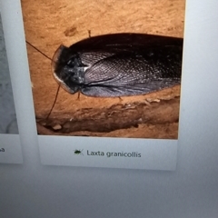 Unidentified Cockroach (Blattodea, several families) at Melba, ACT - 13 Aug 2024 by kasiaaus2