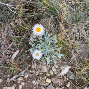 Leucochrysum alpinum at Cotter River, ACT - 30 Apr 2021