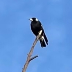 Gymnorhina tibicen at Greenway, ACT - 18 Apr 2021 04:19 PM