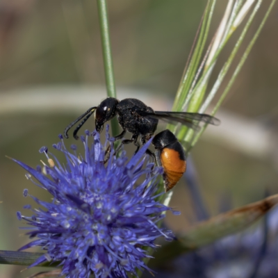 Eumeninae (subfamily) (Unidentified Potter wasp) at Gungahlin, ACT - 2 Jan 2024 by pixelnips