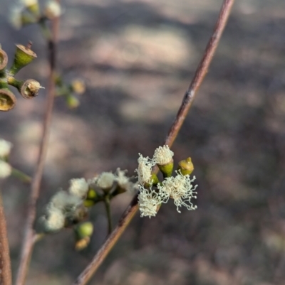 Corymbia intermedia at Kambah, ACT - 12 Aug 2024 by HelenCross