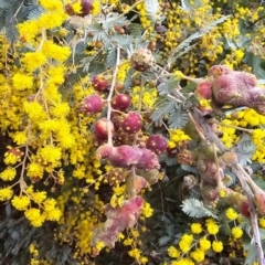 Unidentified Plant at Belconnen, ACT - 14 Aug 2024 by kasiaaus2