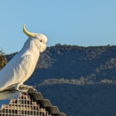 Cacatua galerita at Kambah, ACT - 11 Aug 2024 by HelenCross