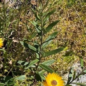 Xerochrysum subundulatum at Cotter River, ACT - 3 Apr 2021