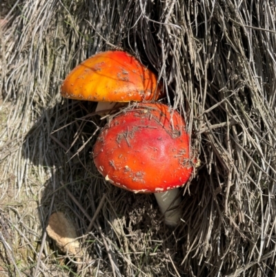 Amanita muscaria (Fly Agaric) at Captains Flat, NSW - 30 Mar 2021 by lbradley