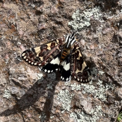 Apina callisto (Pasture Day Moth) at Garran, ACT - 28 Mar 2021 by lbradley