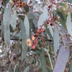 Delias harpalyce (Imperial Jezebel) at Uriarra Village, ACT - 27 Mar 2021 by lbradley