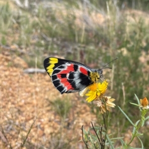 Delias harpalyce at Uriarra Village, ACT - 27 Mar 2021 01:19 PM