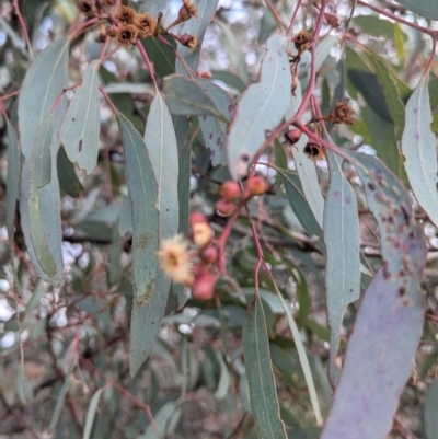 Delias harpalyce (Imperial Jezebel) at Uriarra Village, ACT - 27 Mar 2021 by lbradley