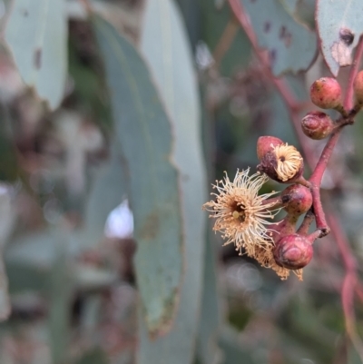 Unidentified Gum Tree at Kambah, ACT - 16 Aug 2024 by HelenCross