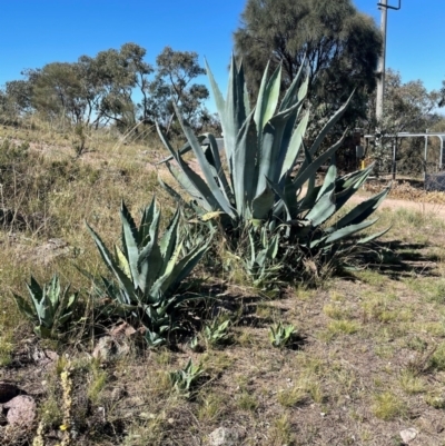 Unidentified Wattle at Isaacs, ACT - 16 Aug 2024 by Mike