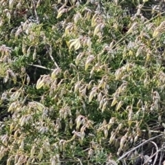 Clematis leptophylla (Small-leaf Clematis, Old Man's Beard) at Isaacs, ACT - 16 Aug 2024 by Mike