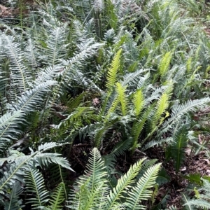 Blechnum nudum at Brindabella, NSW - 8 Mar 2021