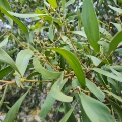 Acacia melanoxylon at O'Malley, ACT - 16 Aug 2024 by Mike