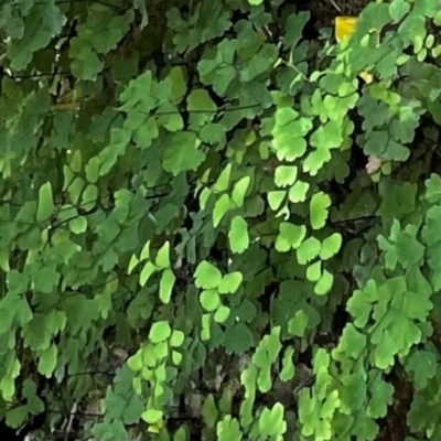 Adiantum capillus-veneris at Bungonia, NSW - 6 Mar 2021 by lbradley