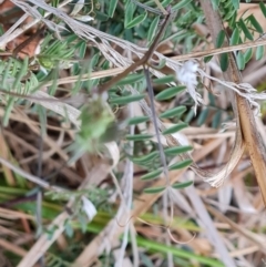 Unidentified Other Wildflower or Herb at O'Malley, ACT - 16 Aug 2024 by Mike