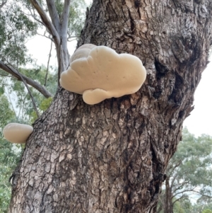 Laetiporus portentosus at Dalton, NSW - 23 Feb 2021 12:10 PM