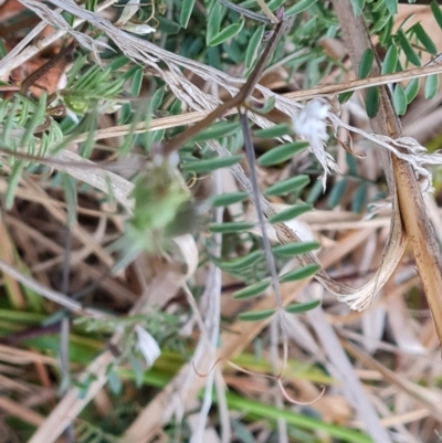 Unidentified Other Wildflower or Herb at O'Malley, ACT - 16 Aug 2024 by Mike